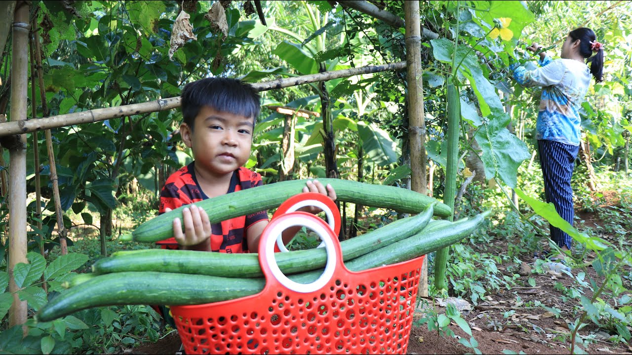 Sponge gourd longer than Seyhak / Seyhak and grandma harvest sponge gourd for cooking