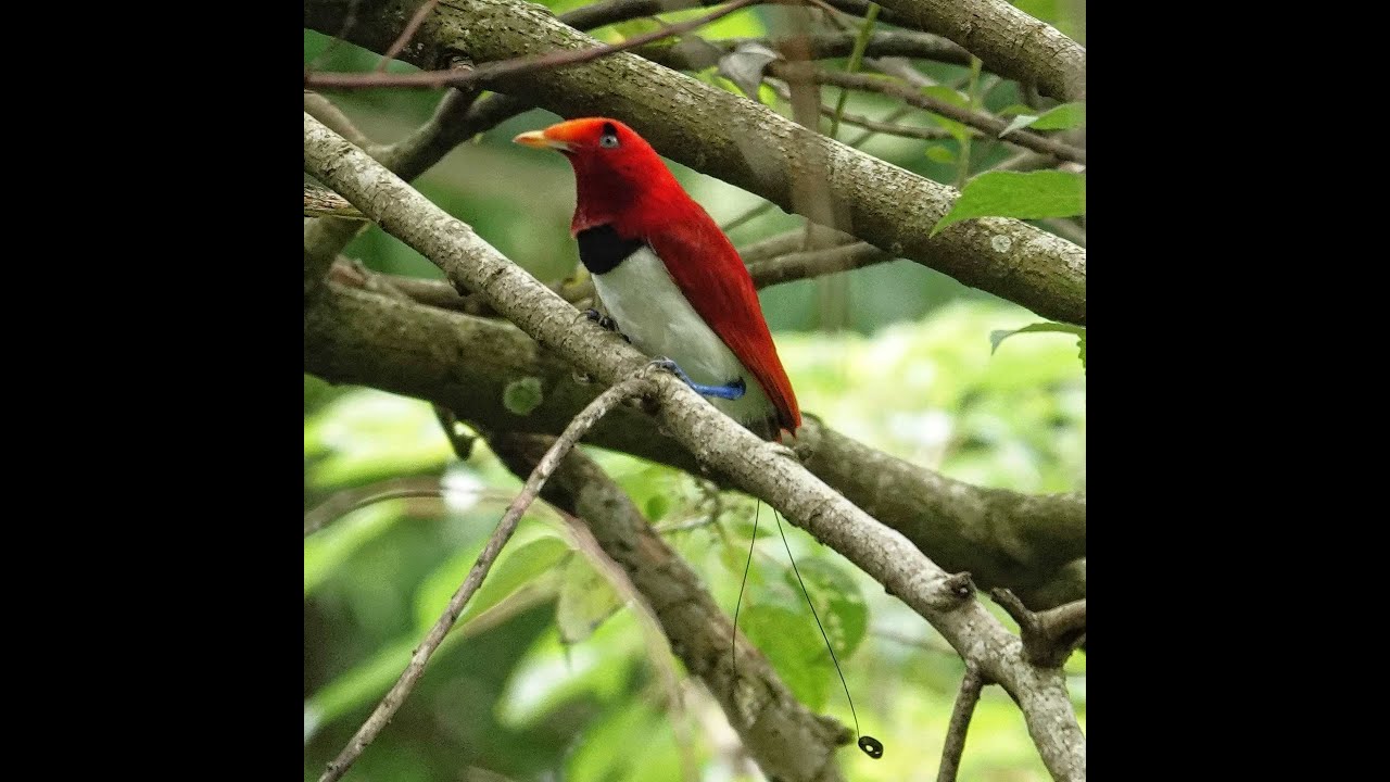 King Bird-of-paradise-Windsor Nature Park 24 Dec 2023.