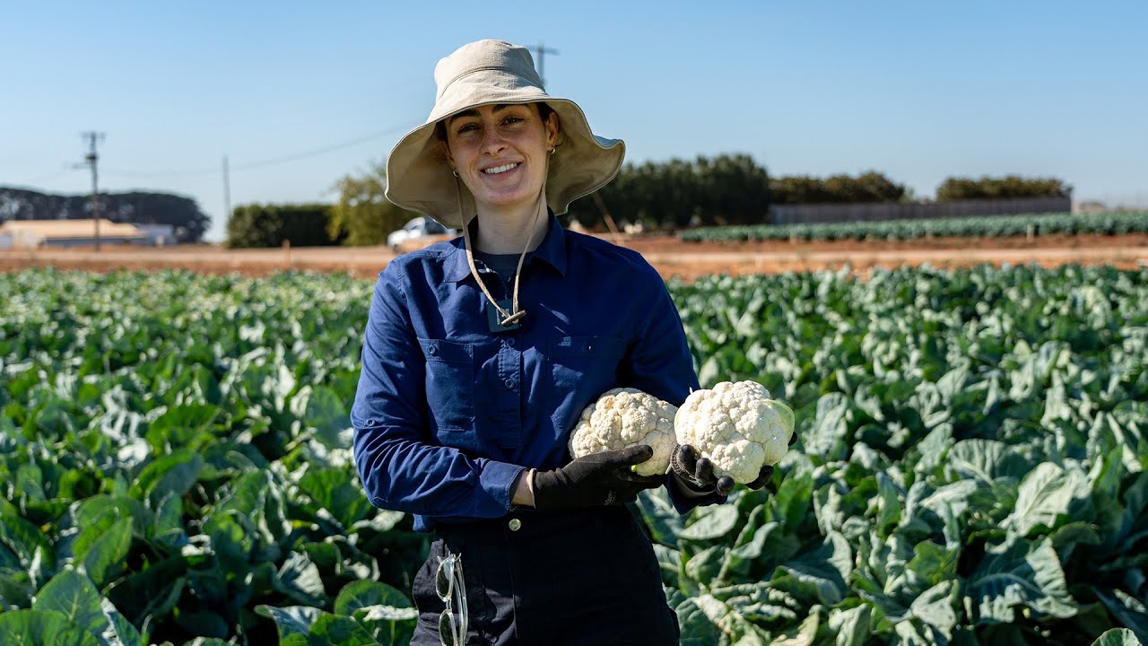 Trialling new cauliflower varieties with Eliza Seymour of Seminis