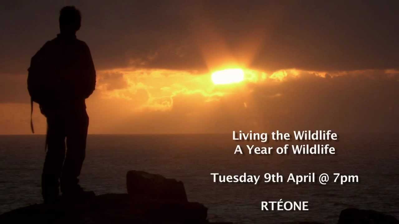 A Year with Irish Wildlife | Living the Wildlife | RT&Eacute; One