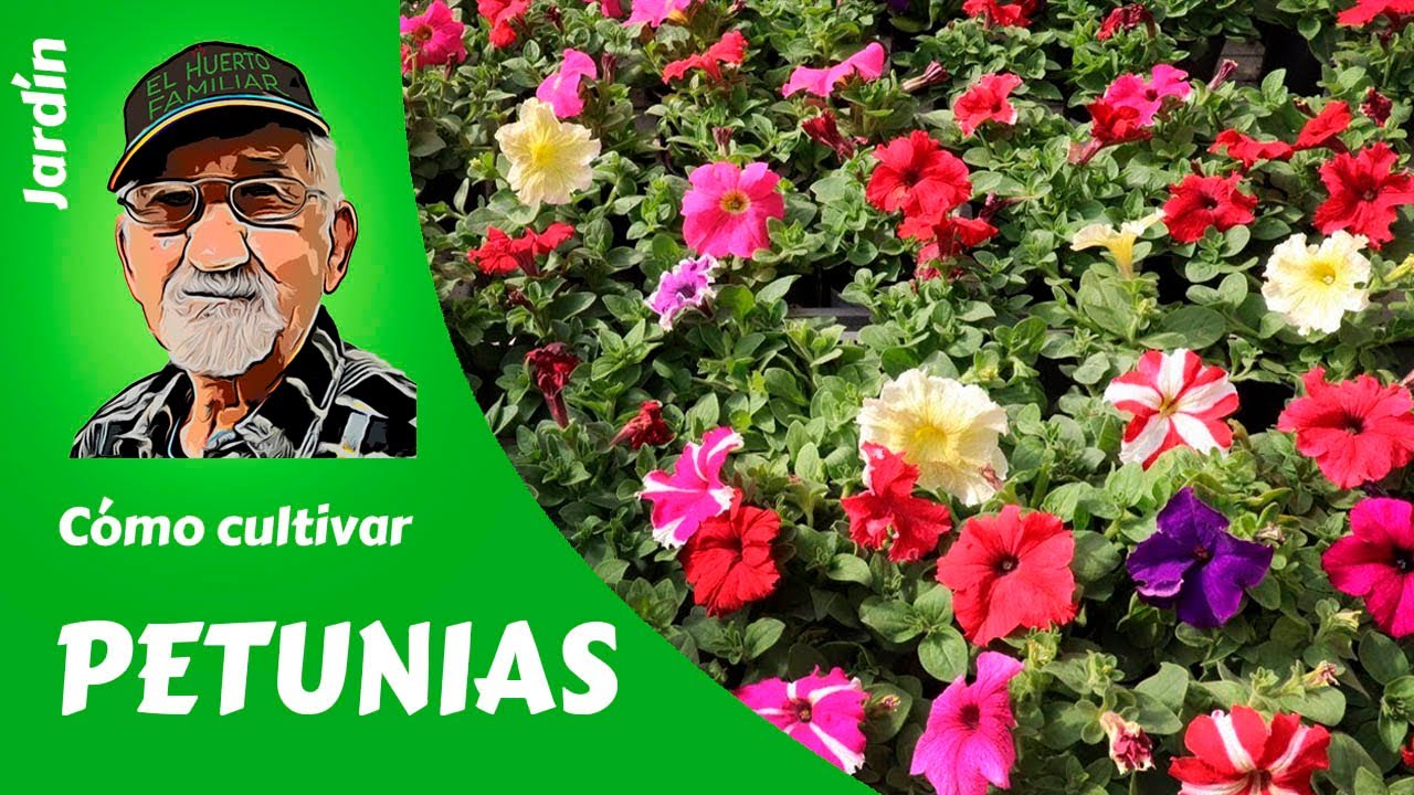 𝗣𝗘𝗧𝗨𝗡𝗜𝗔𝗦: CÓMO CULTIVAR PETUNIAS. Guía completa