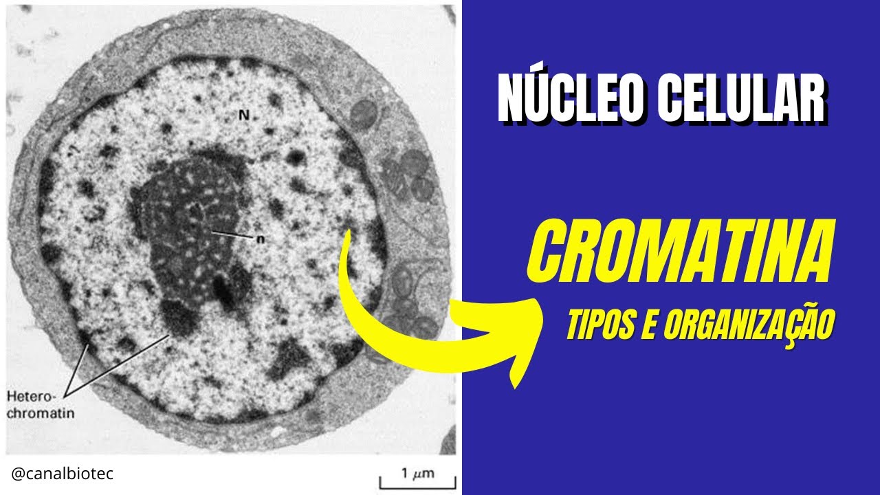 Núcleo Celular: CROMATINA - tipos e organização
