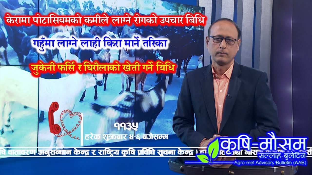 चैते धानको विउको लागि सिफारिस जातहरु || केराको बोट होचो र काइयो छोटो हुने समस्यामा कुन औषधी हाल्ने||
