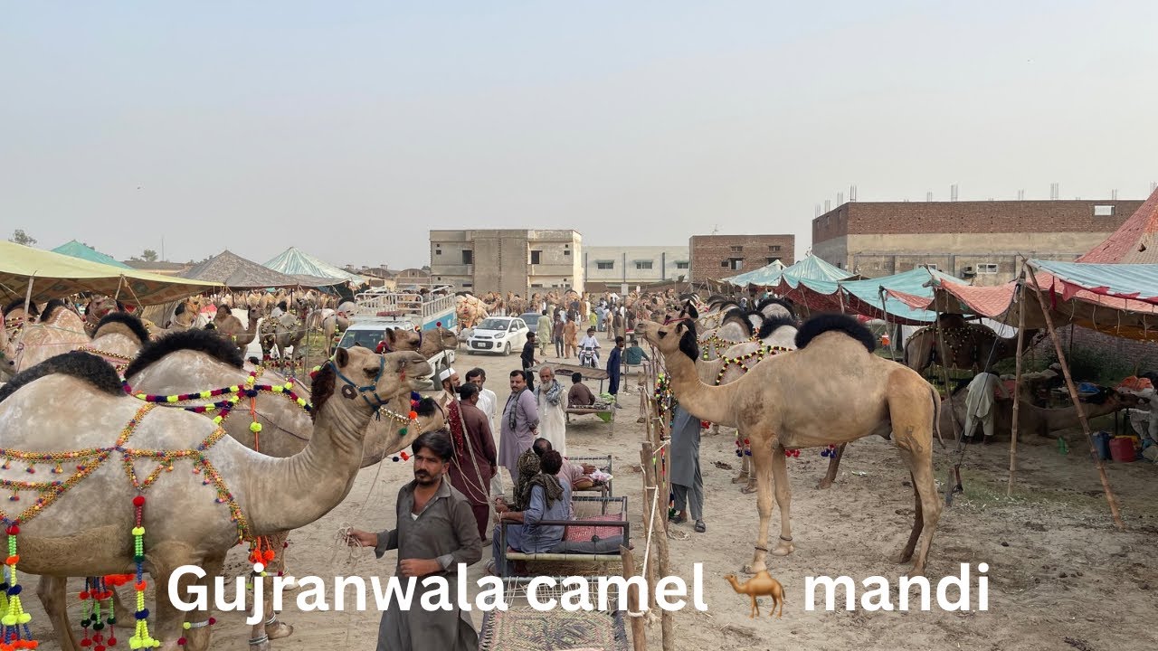 Gujranwala Camel Mandi🐪🐫❤️
