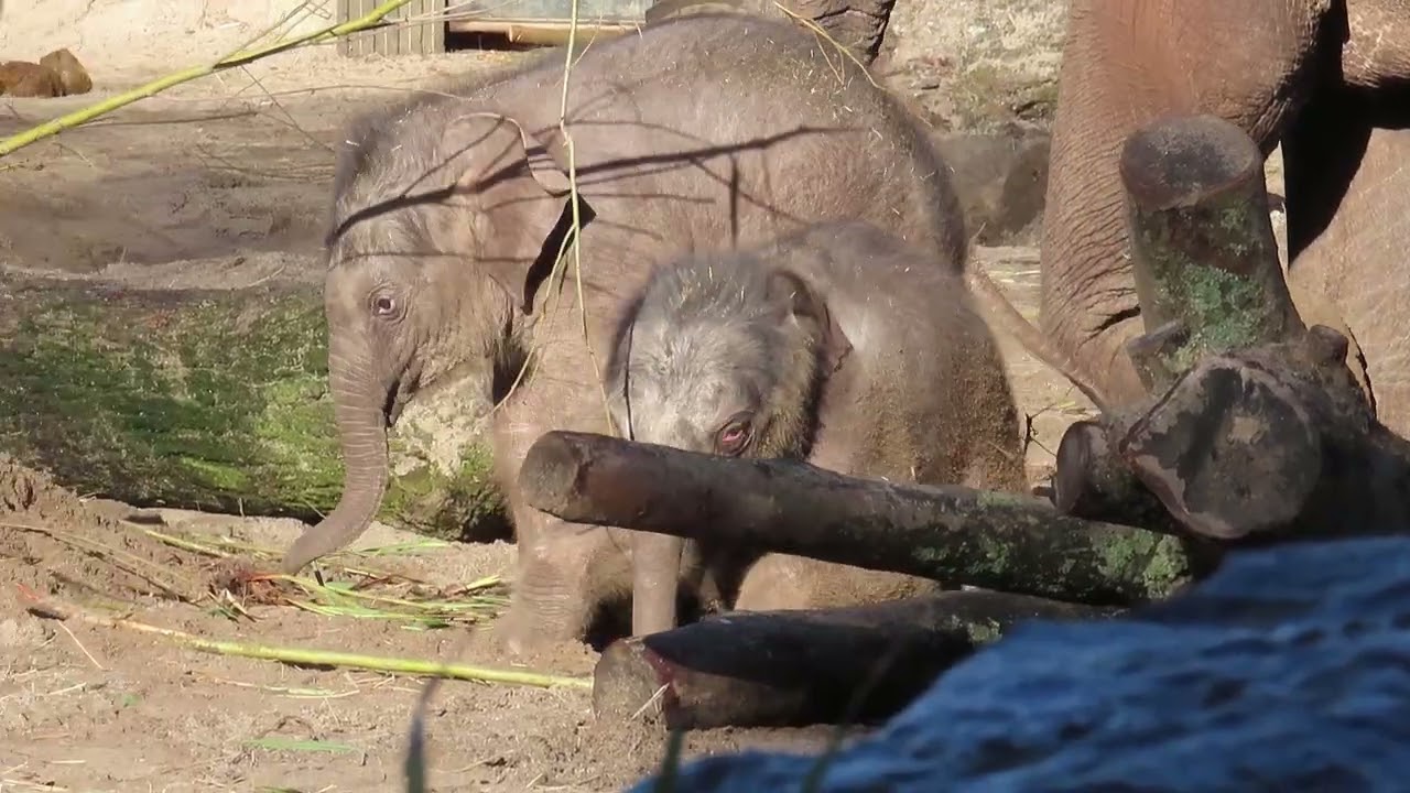 Artis olifantje Mook ontdekt hoe leuk zand is.