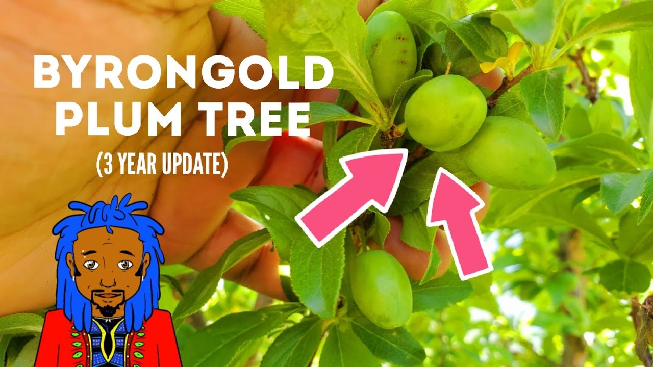 Update on ByronGold Plum Tree in THE GARDEN OF FEODORA