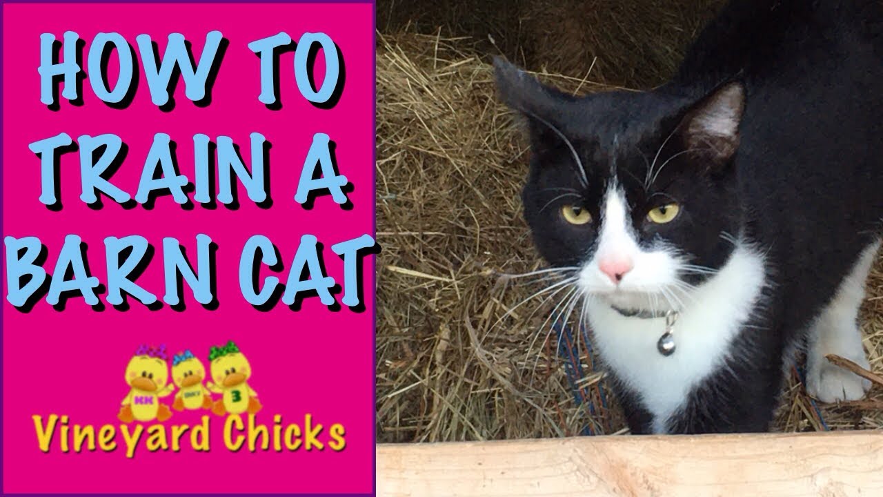 How to Train A Barn Cat (EP-78)