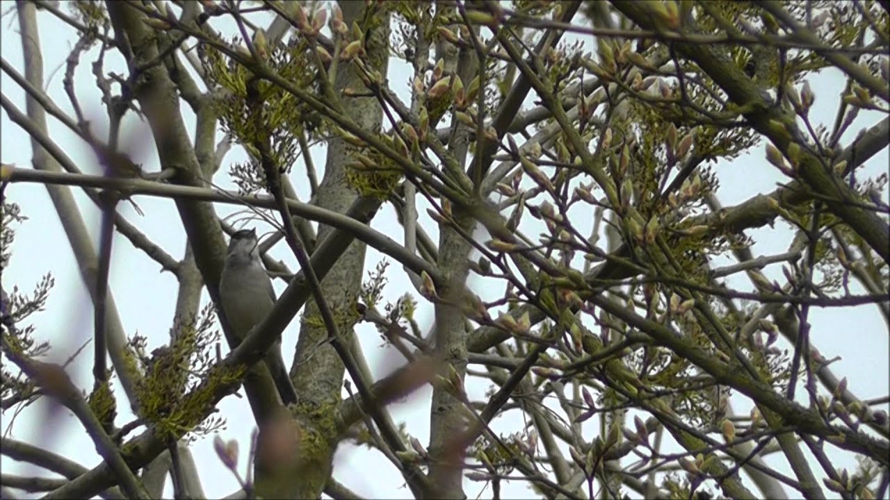 blackcap singing