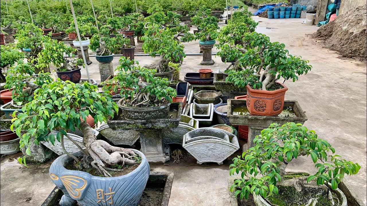 Báo giá sanh cốt chậu sản xuất tại vườn đẹp 27/1_0825780998