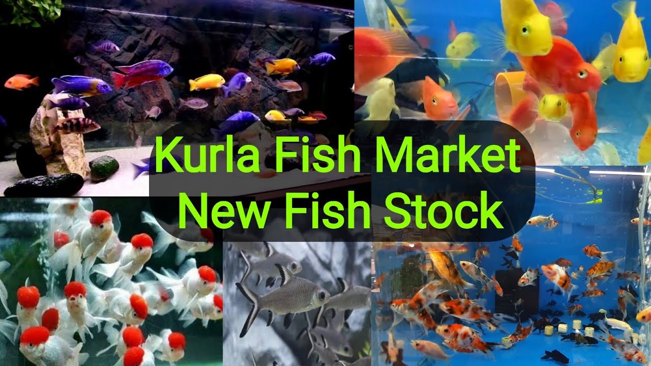 Kurla Fish Market Se New Fish Stock Agaya Very cheapest Price