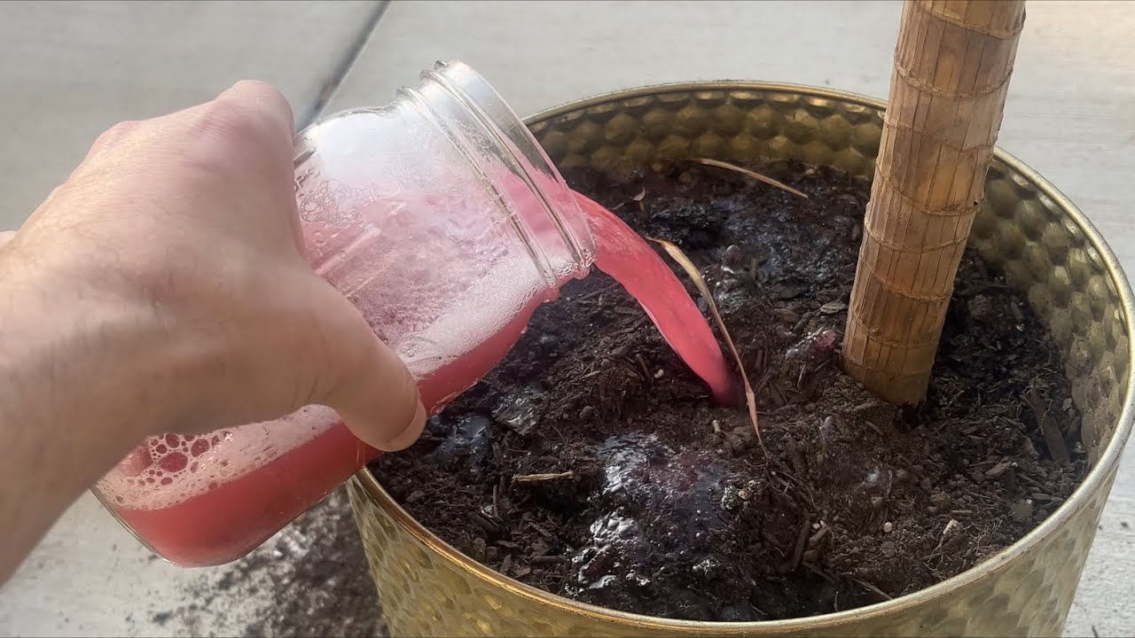 House plant (sick)🪴 Healing Juice