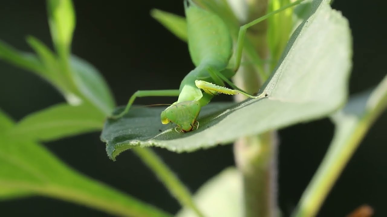 Néma természet: Egy imádkozó sáska közeli pillanatai (7:30 Perc Bambulás) No Sound / Néma videó