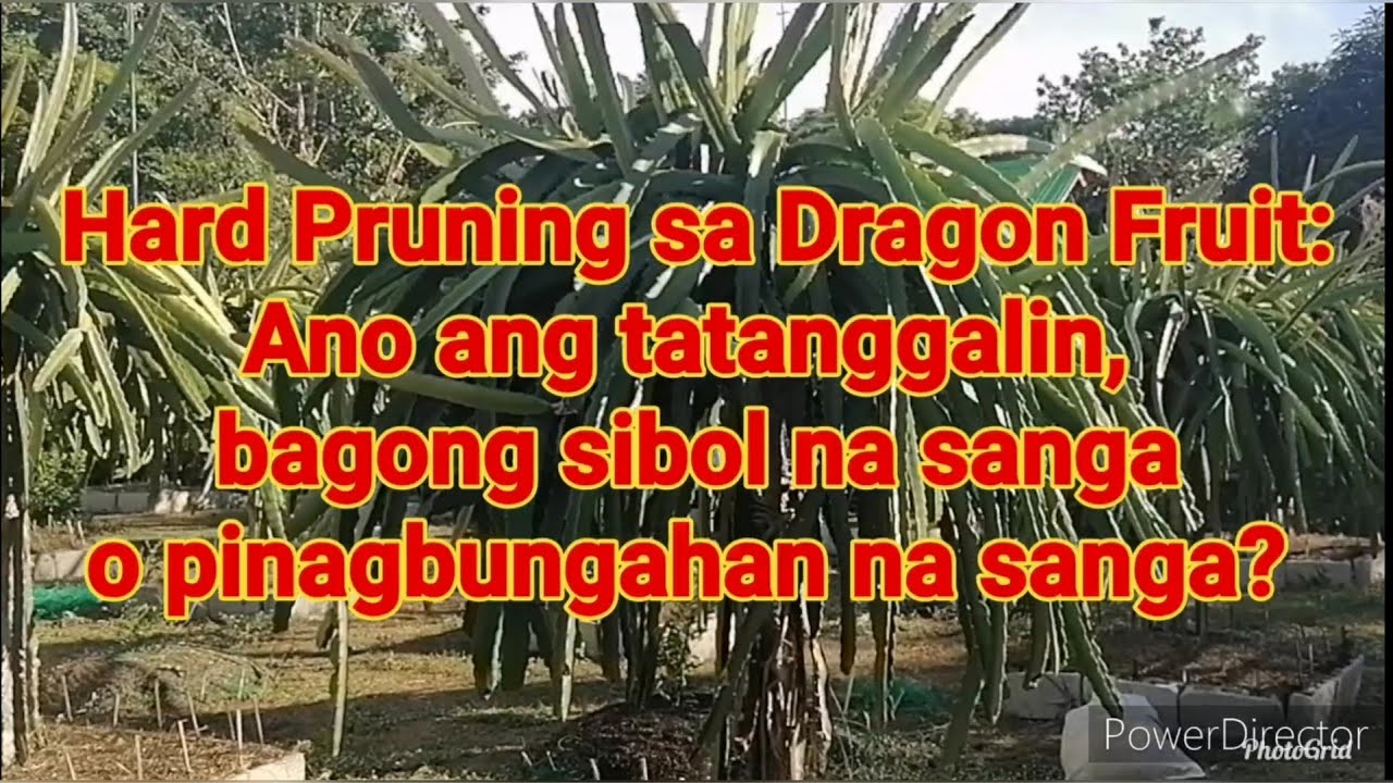 Hard Pruning sa Dragon Fruit: Ano ang tatanggalin, bagong sibol na sanga o pinagbungahan na sanga?