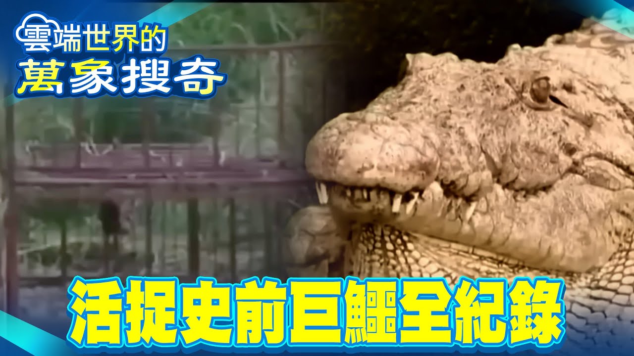 活捉「古斯塔夫」全紀錄！特製鐵籠活羊誘捕失敗！聰明食人巨鱷破壞陷阱？十年吃光一個村子抓不到！【57怪奇物語】 @57怪奇物語
