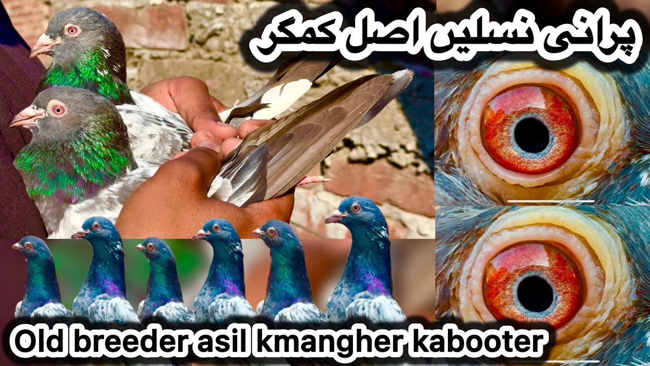 Asil kasuri kmangher kabooter 💯% pure + asil golden + white golden + nankana walay lakhe kabooter