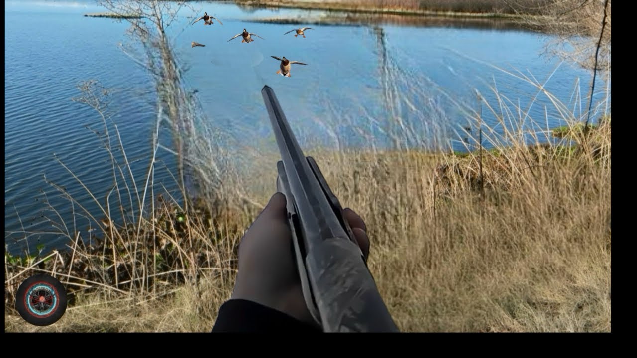 Mallard hunting at the ranch !!!! Mendota ca 