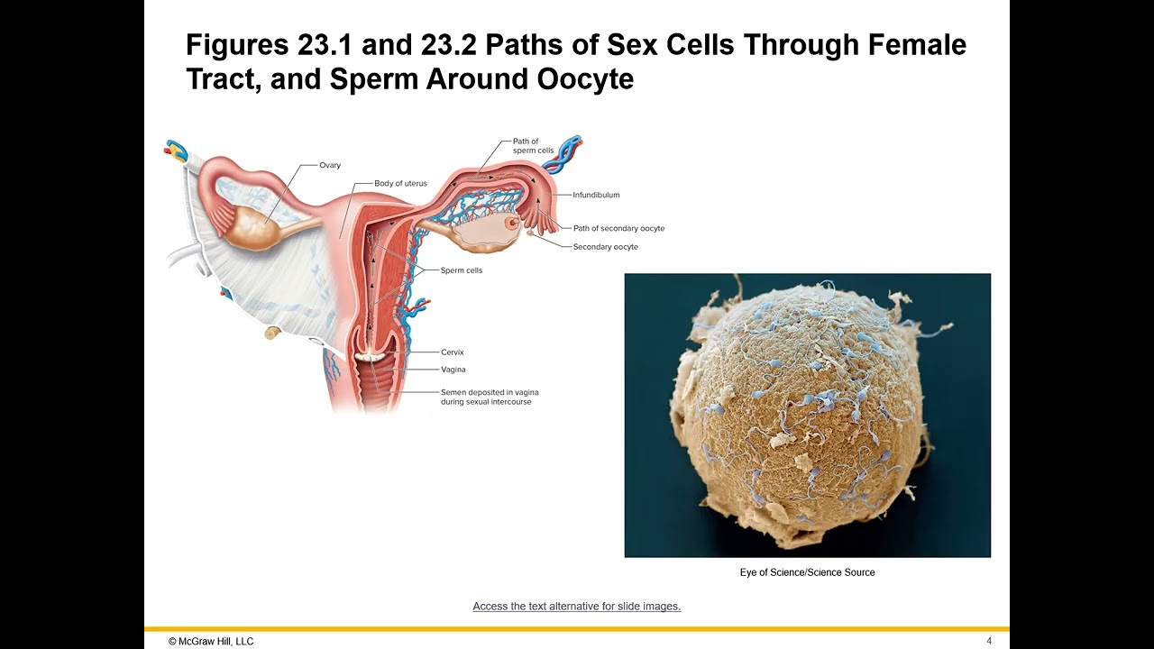 Chapter 23 Pregnancy, Growth, and Development