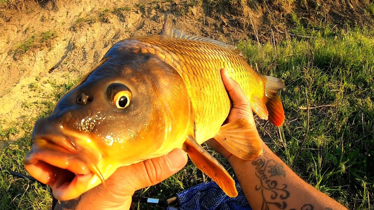 CRAP SI CARAS MARE LA PORUMB DULCE SI MAMALIGA NATURALA
