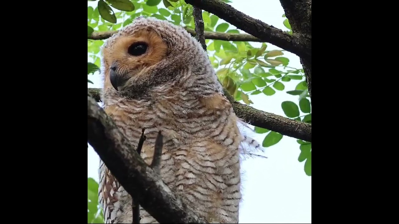 Spotted Wood Owl family at Pasir Ris Park Singapore