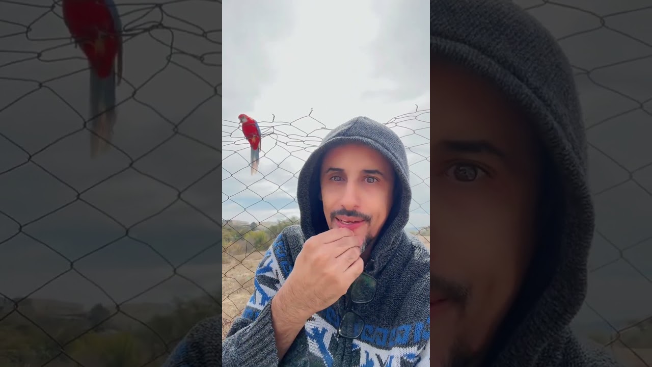 اذا هرب الببغاء كيف تتصرف؟ شوف الفيديو للآخر