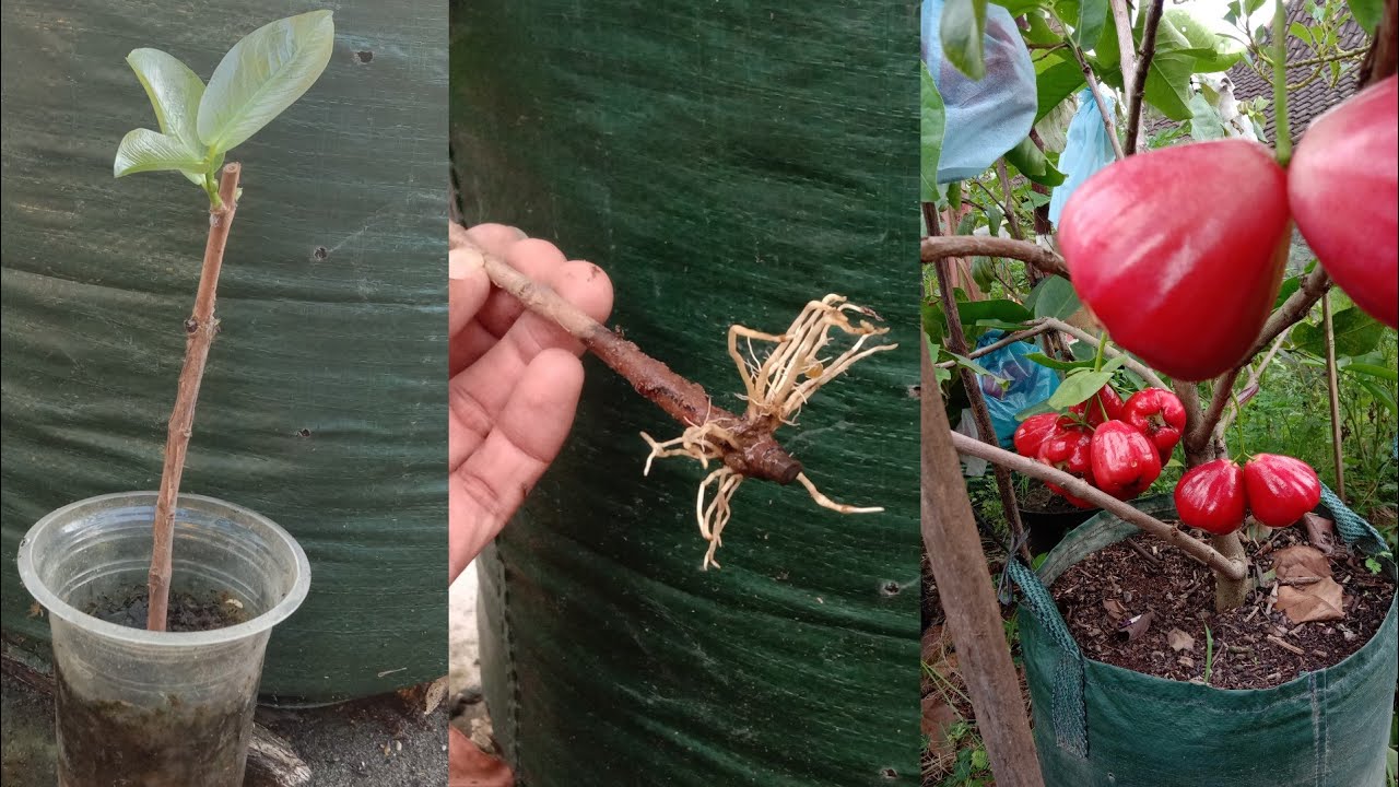 Caranya Mudah Menanam Jambu dari batangnya || Stek batang Jambu air