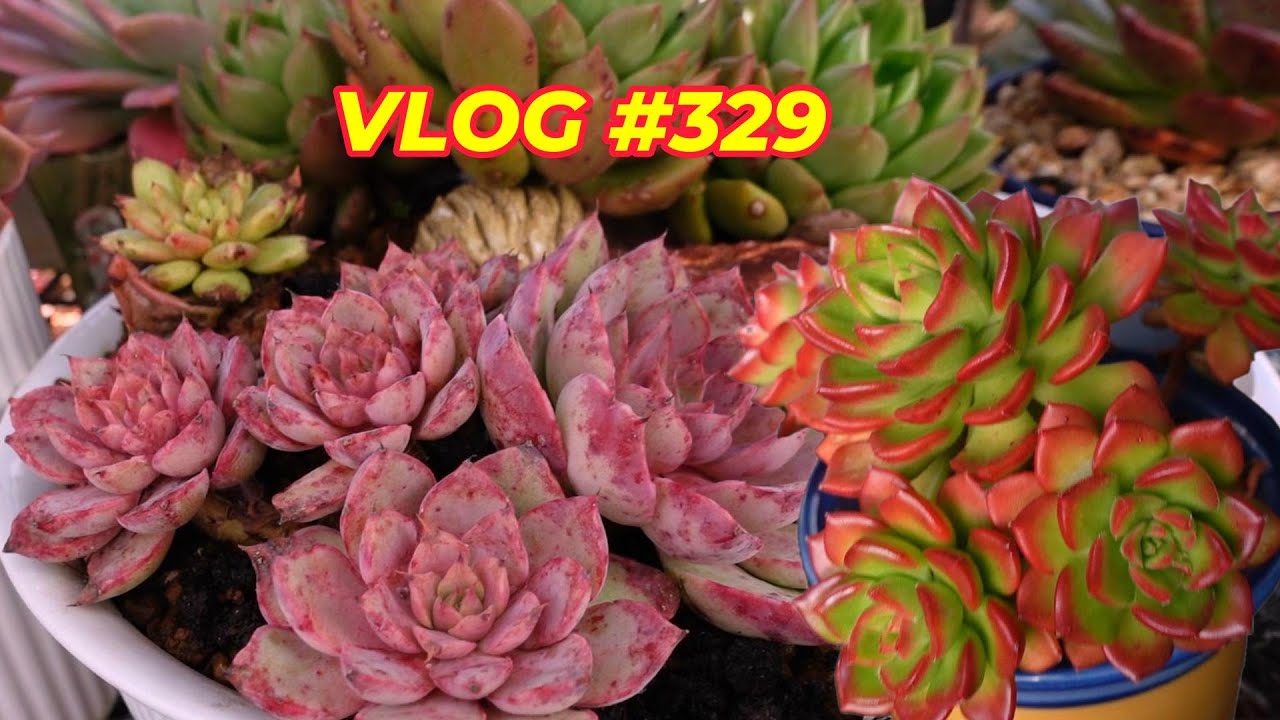 COLD WEATHER MAKE SUCCULENT COLOR | VLOG #329