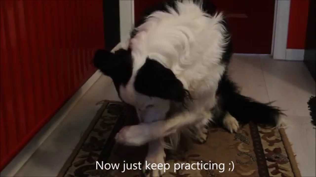 How to teach your dog: COVER YOUR EYES/BE SHY
