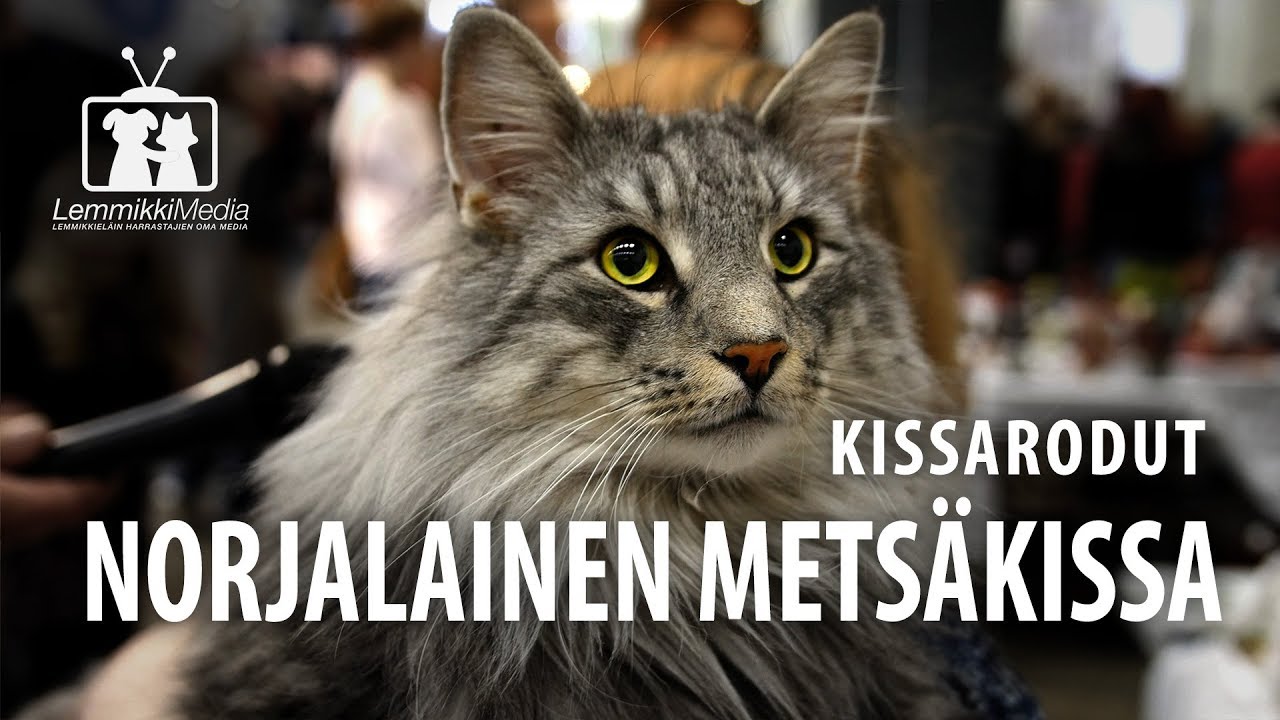 Kissat: Norjalainen Metsäkissa rotuesittely