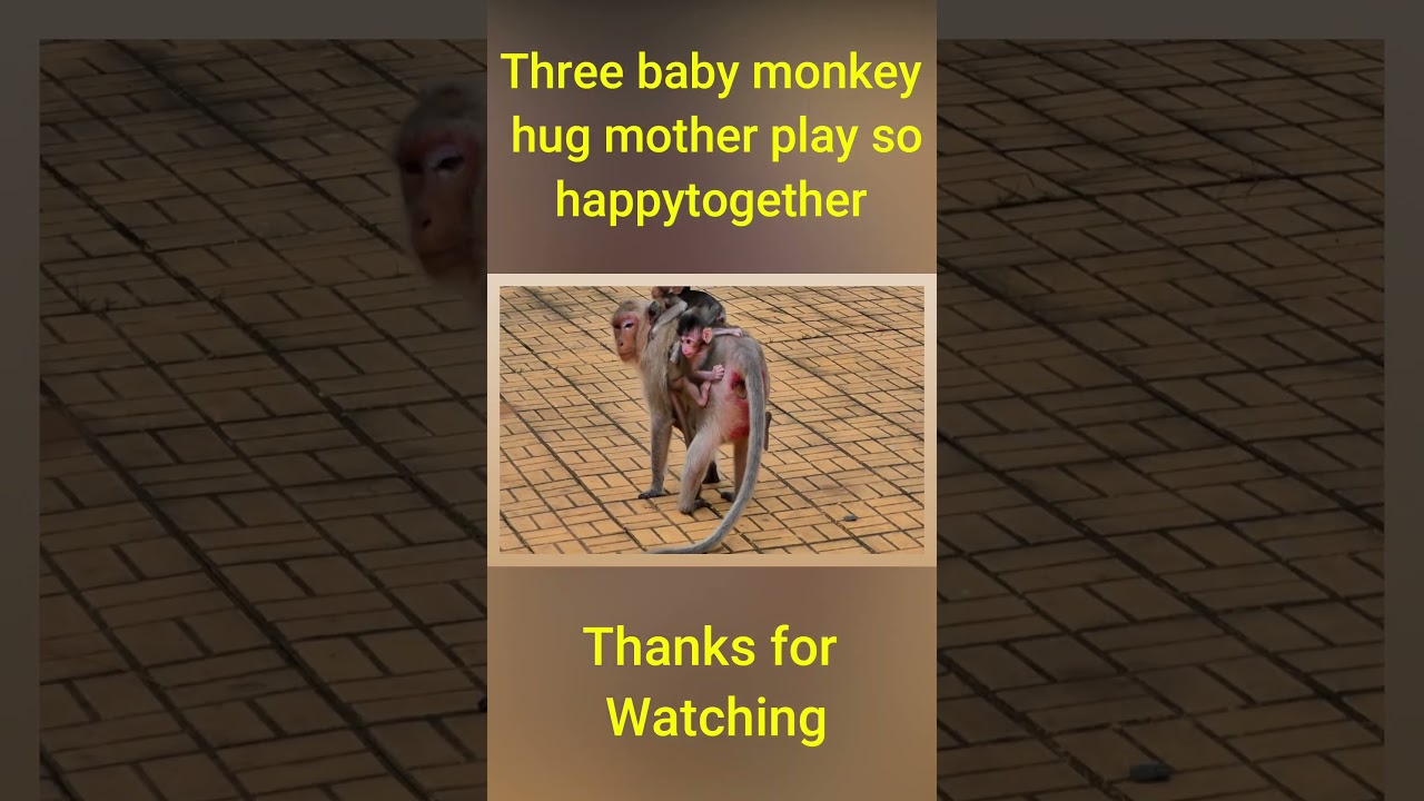 Three baby monkey hug mother play so happy together#shorts #monkey #youtubeshorts