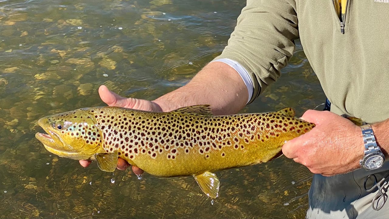 Colors of Fall: The Search for Giant Brown Trout (South Platte River/Dream Stream)