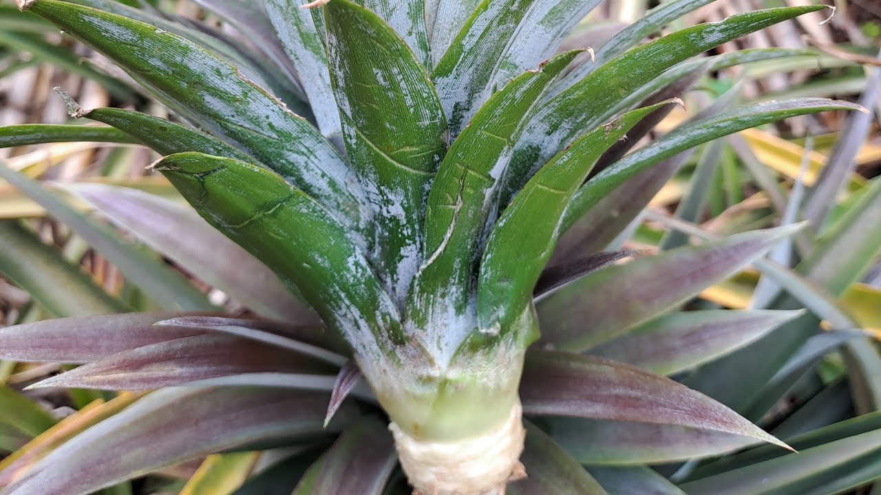 How to grow pineapples from a crown or suckers.