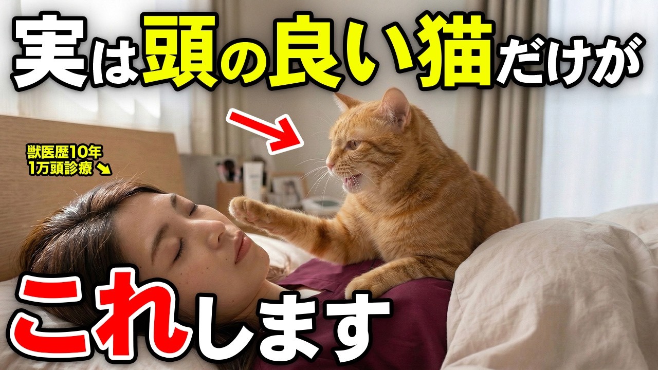 実は頭がいい猫がこっそり見せている行動【獣医が解説】