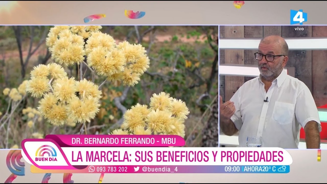 Buen Día - La Marcela: Sus beneficios y propiedades