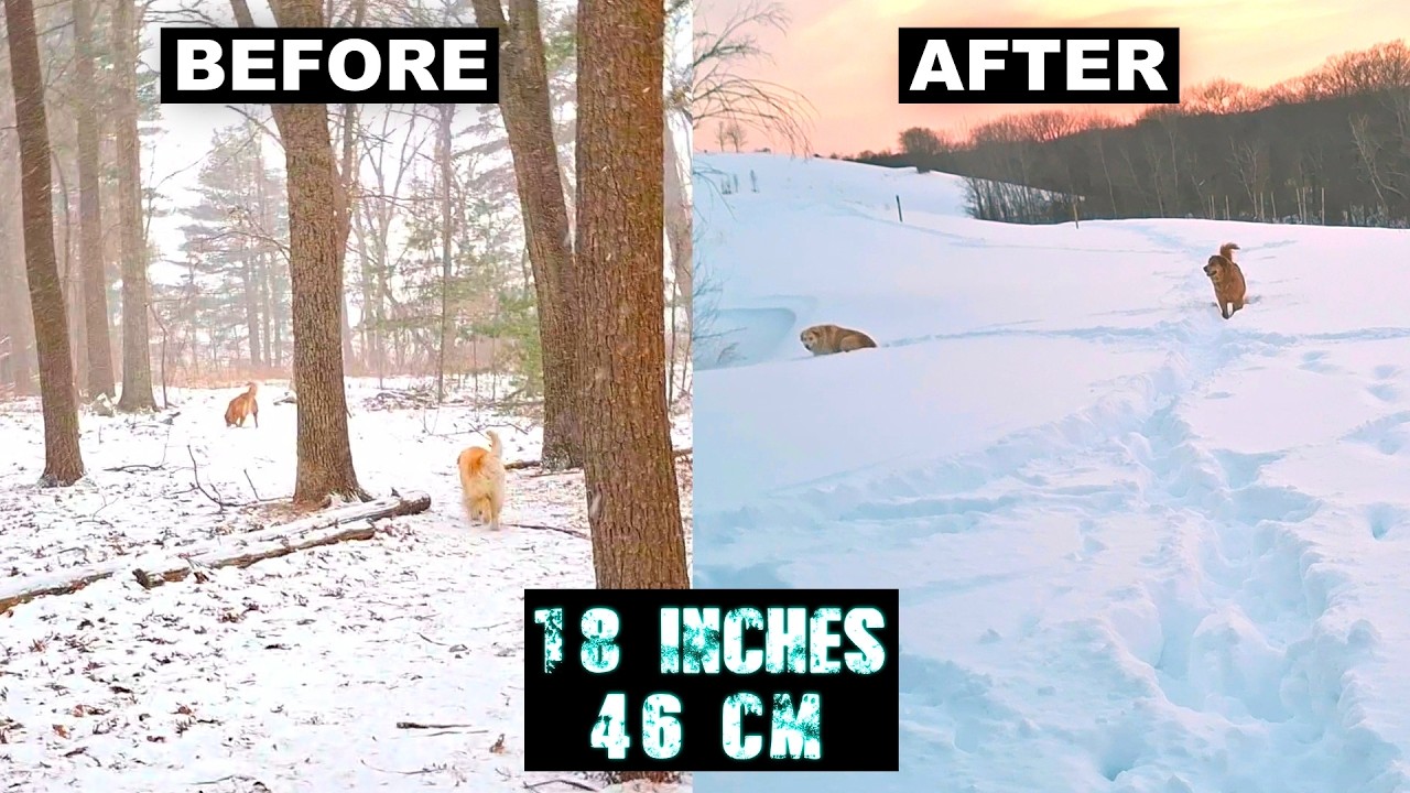 Dealing With the Massive Frigid Snowstorm We Got With the Dogs (18 Inches)
