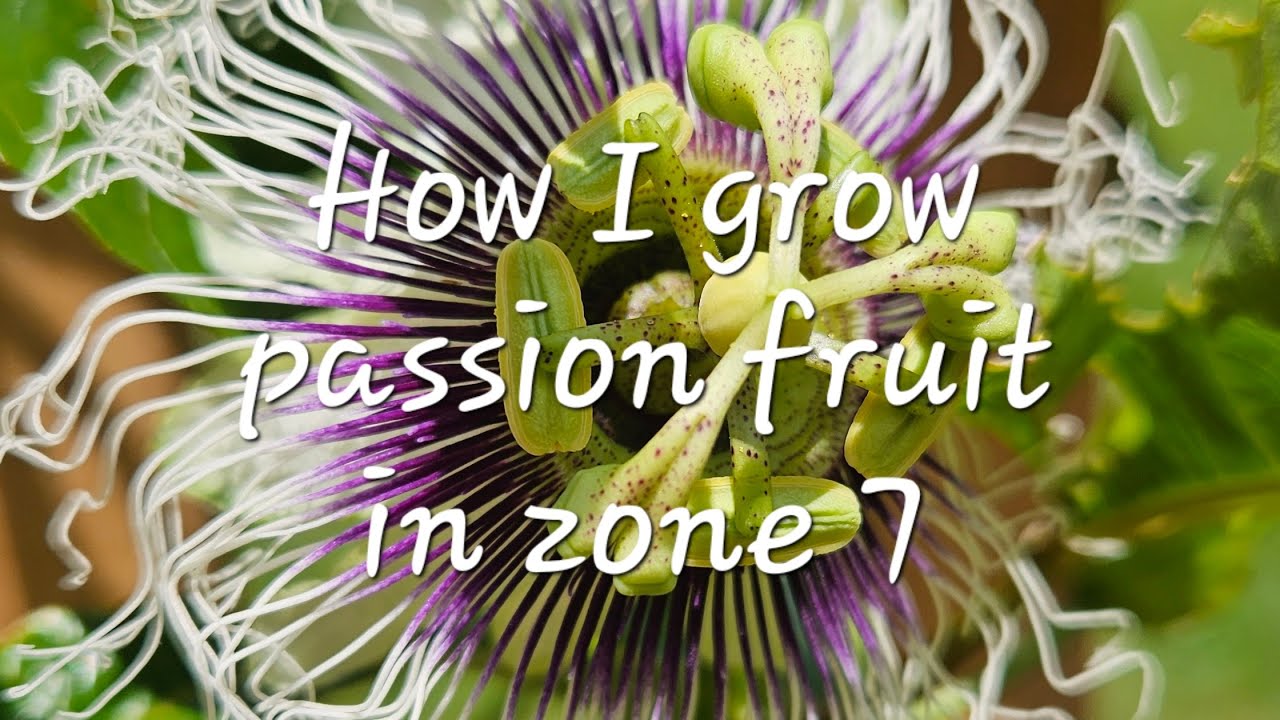 How I Grow Passion Fruit in Zone 7