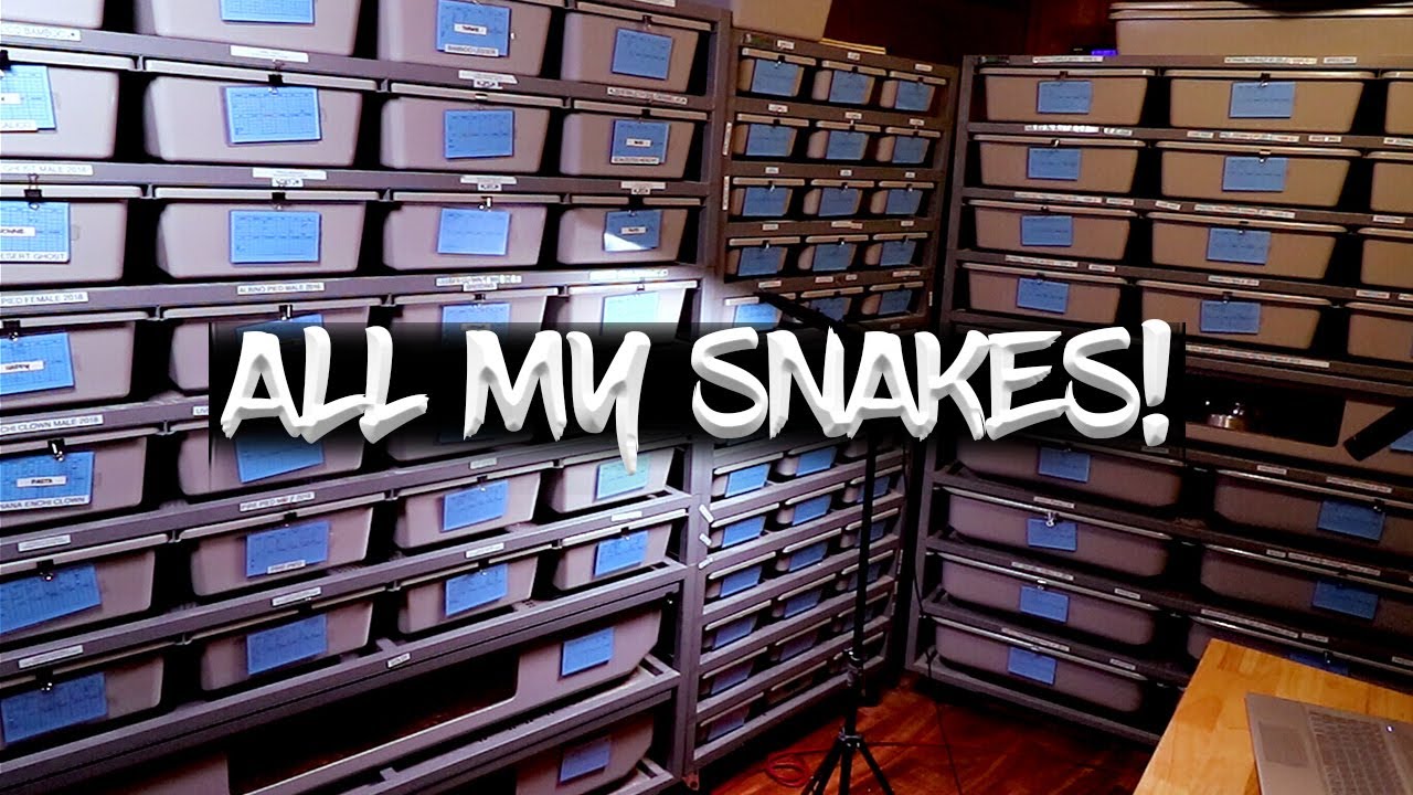 See 70 Snakes in 20 Minutes!