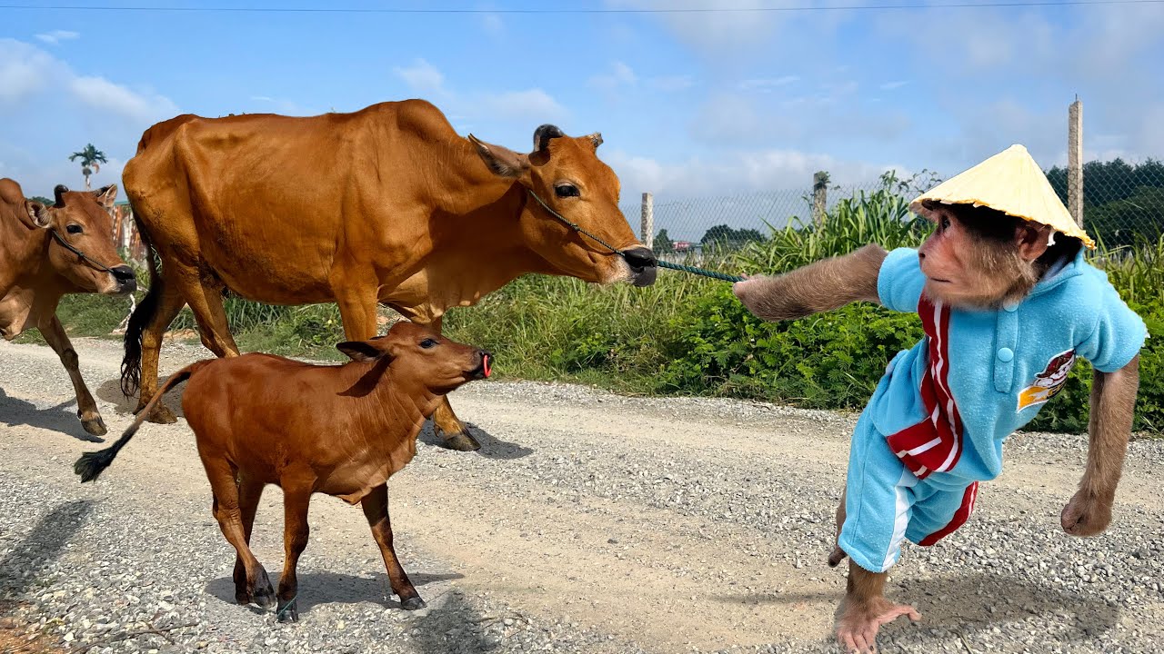 Super funny cute😂 Cutis farmer secretly stole mom's cows go herd