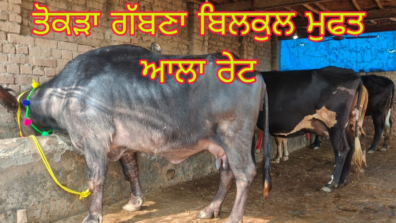 ਫ਼ੋਨ 84272-78296 ਤਾਜੀ ਸੂਈ ਝੋਟੀ ਤੇ ਵੈਹੜ੍ਹਾਂ ਬਿਲਕੁੱਲ ਜਾਇਜ਼ ਰੇਟ ਵਿੱਚ ਲੁੱਟ ਲਓ ਮੇਲਾ 