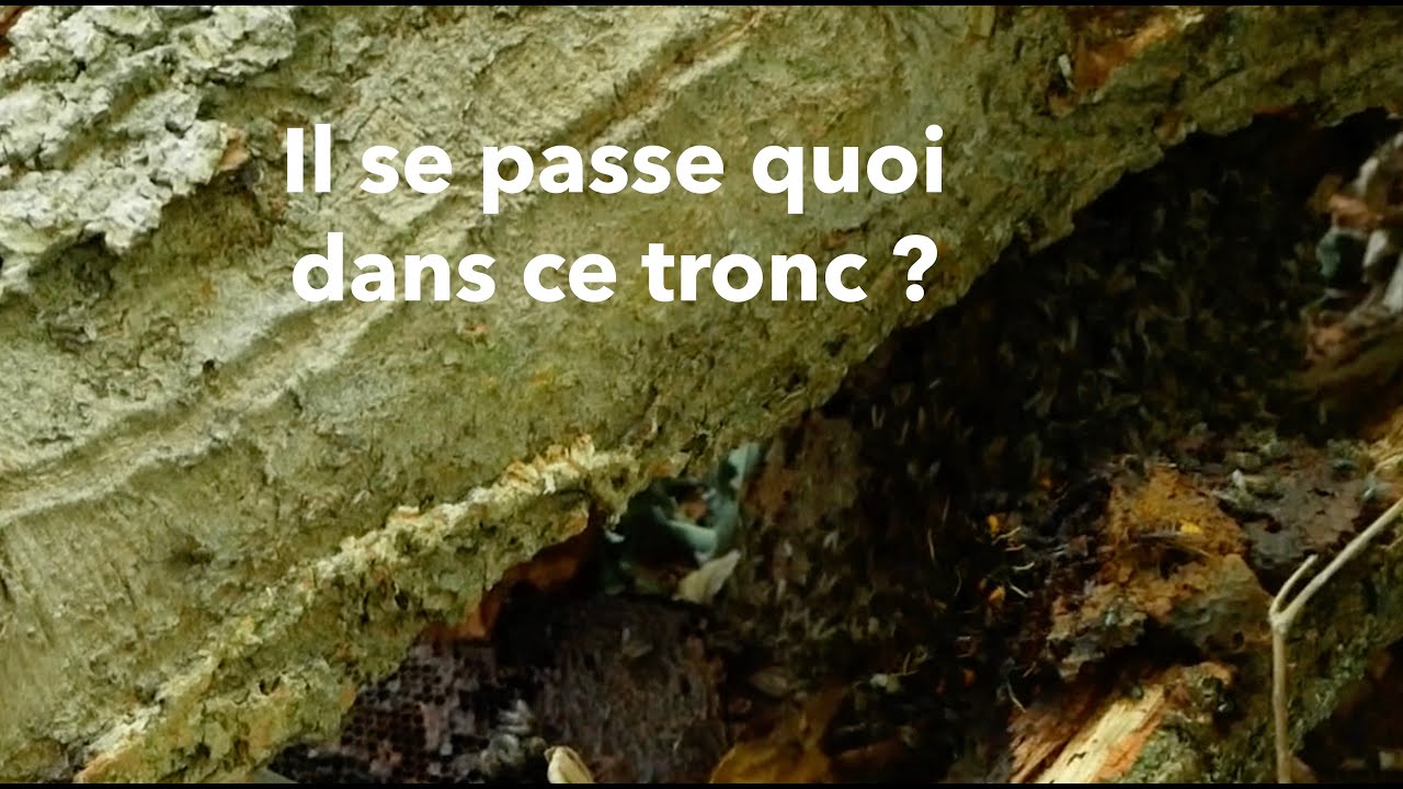 C'est l'histoire d'un sauvetage d'abeilles dans un tronc d'arbre | Beopolis