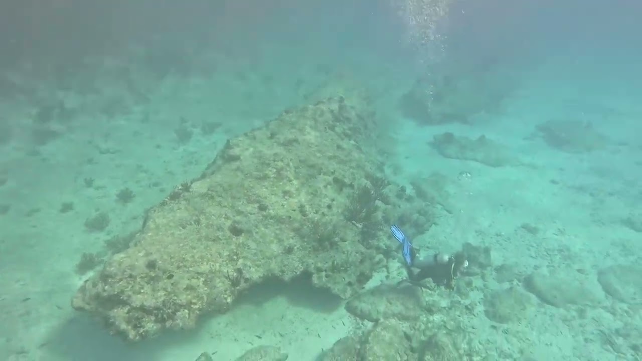 Please don’t touch the Coral 🪸 Reef in Curacao 🇨🇼 