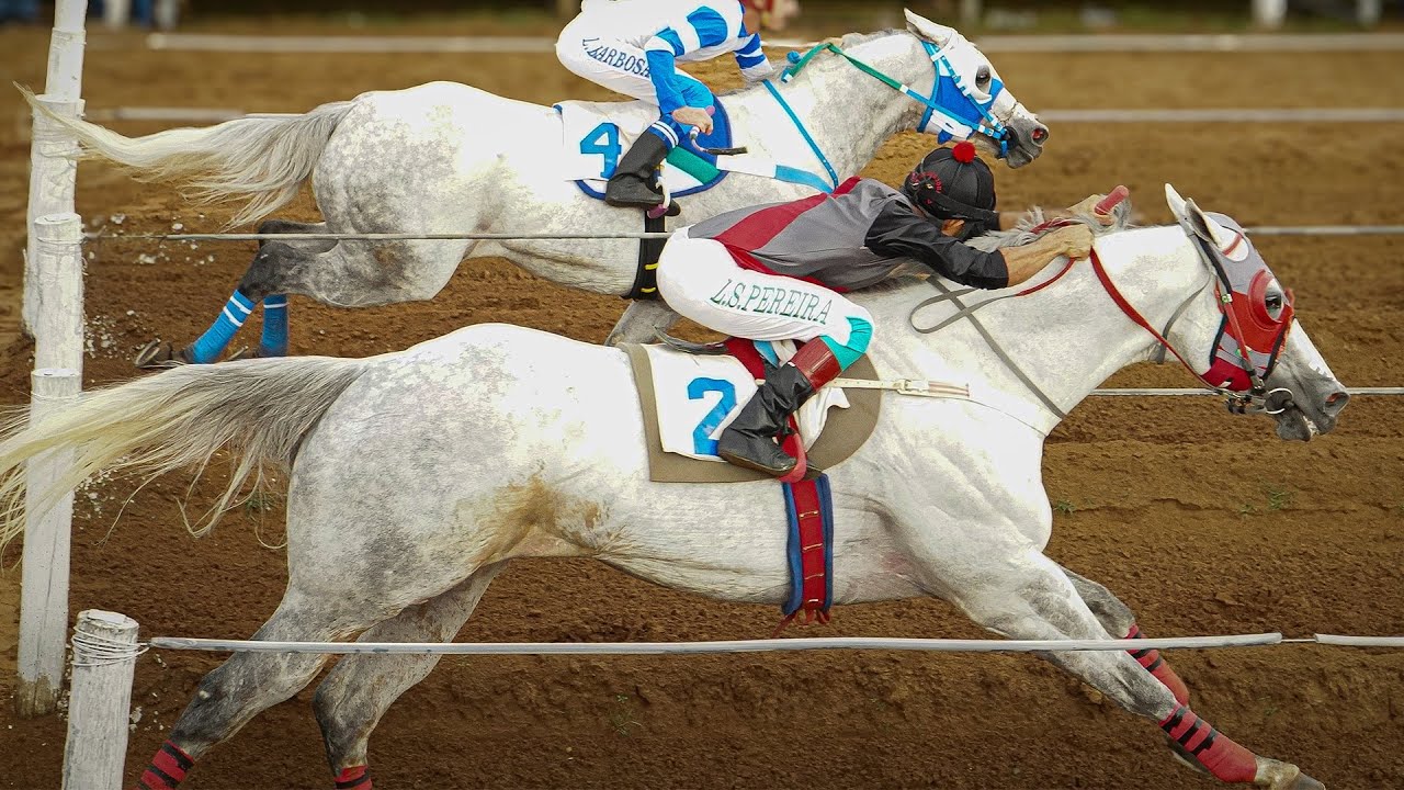 Especial: FANTASTIC FLY APOLLO - O cavalo tordilho voador!
