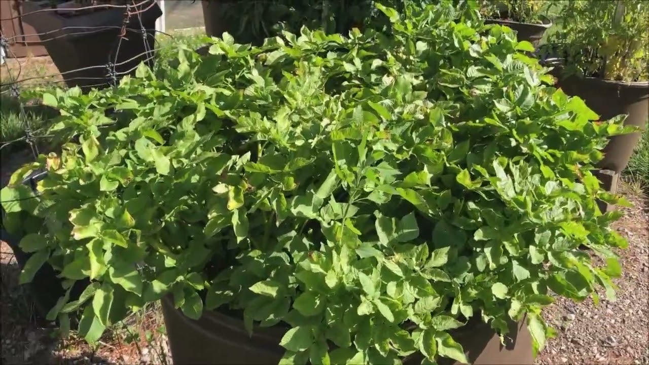 JULY GARDEN