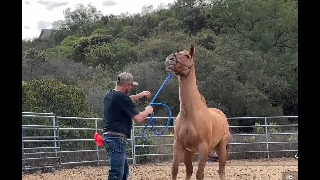 Rescue Horse saved from Slaughter but hasn't been easy going forward!