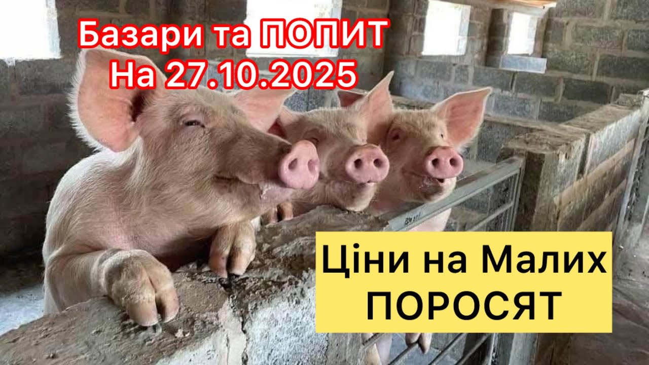 ЦІНИ на ПОРОСЯТ,Ринок і Попит, Проблеми з кістками у Свиноматок, Ціна Касьрації