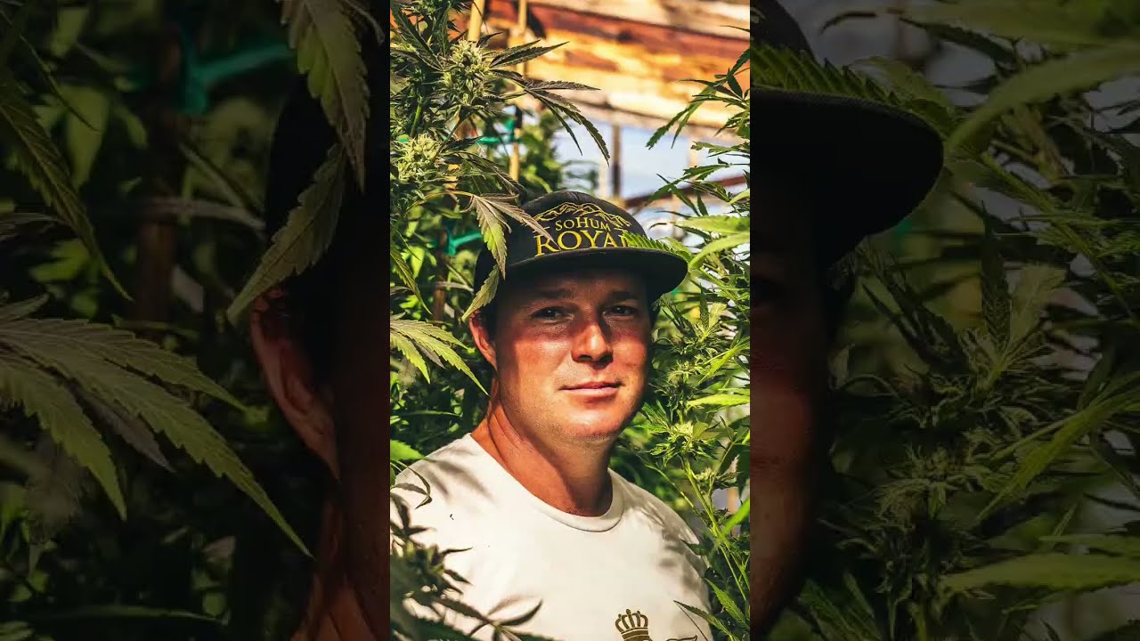 Old Growth OG&rsquo;s - SoHum Royal