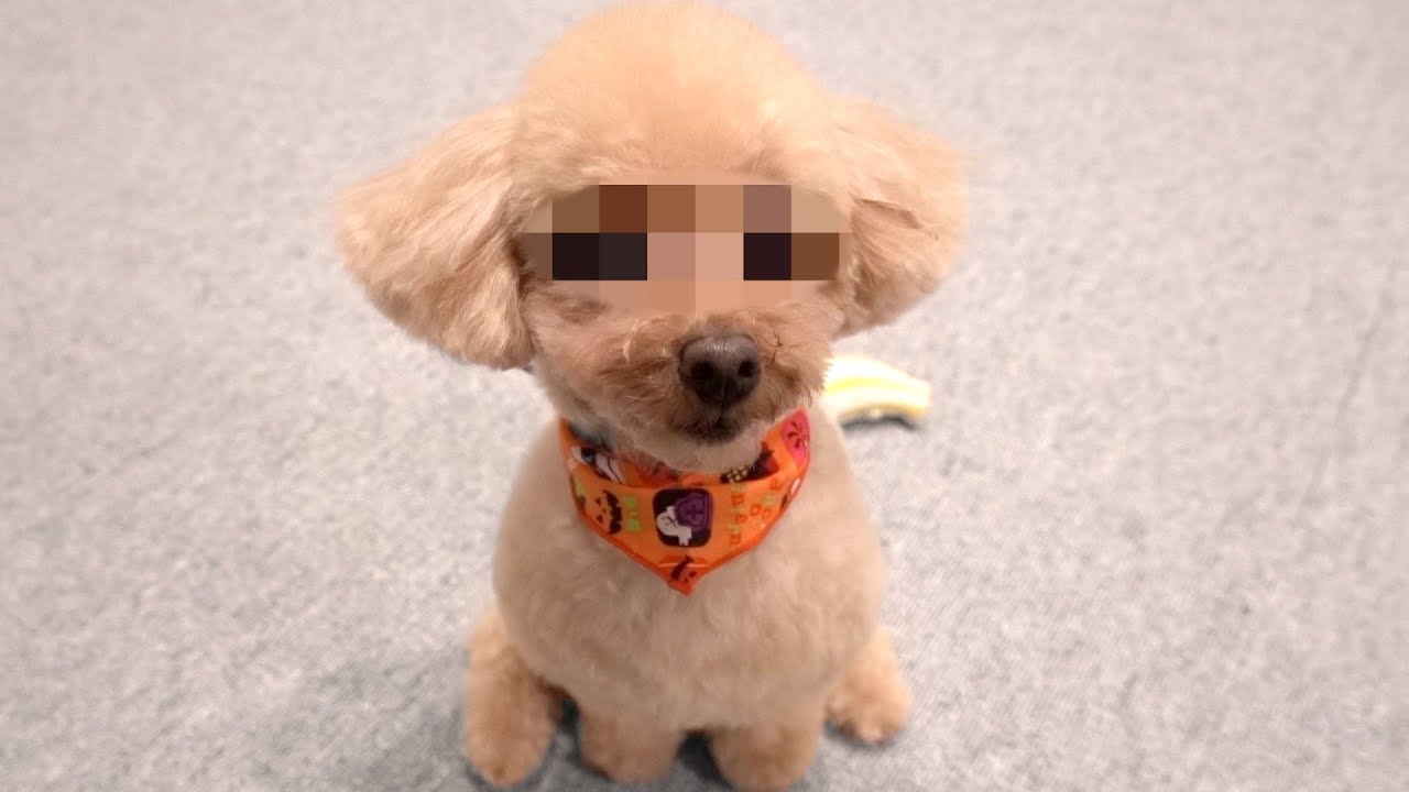 トリミング行ったらほぼ橋本○奈になったトイプードル