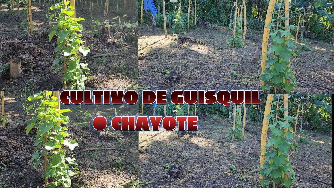 Cultivo de Güisquil o Chayote... Primera parte