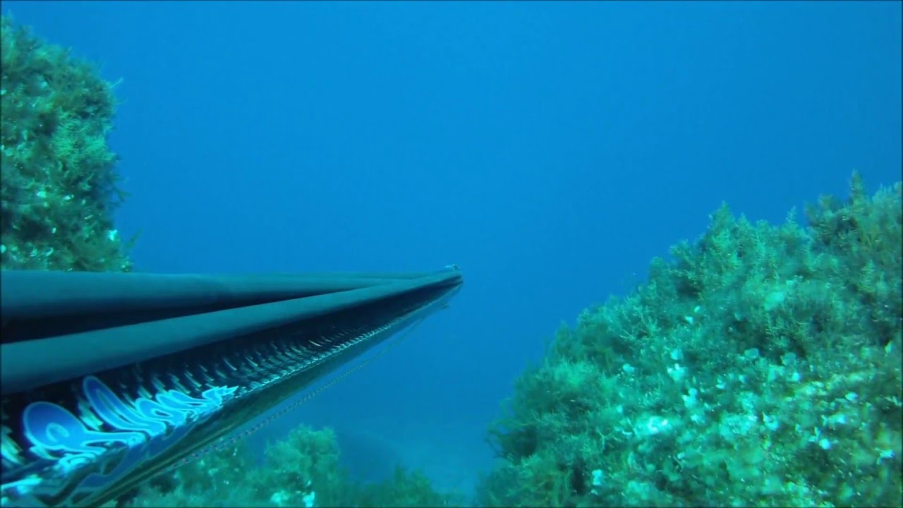Spearfishing: The Best of 2012-2013
