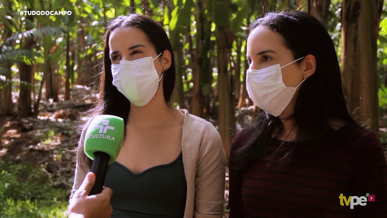 Produção de Açaí vem crescendo em Pernambuco