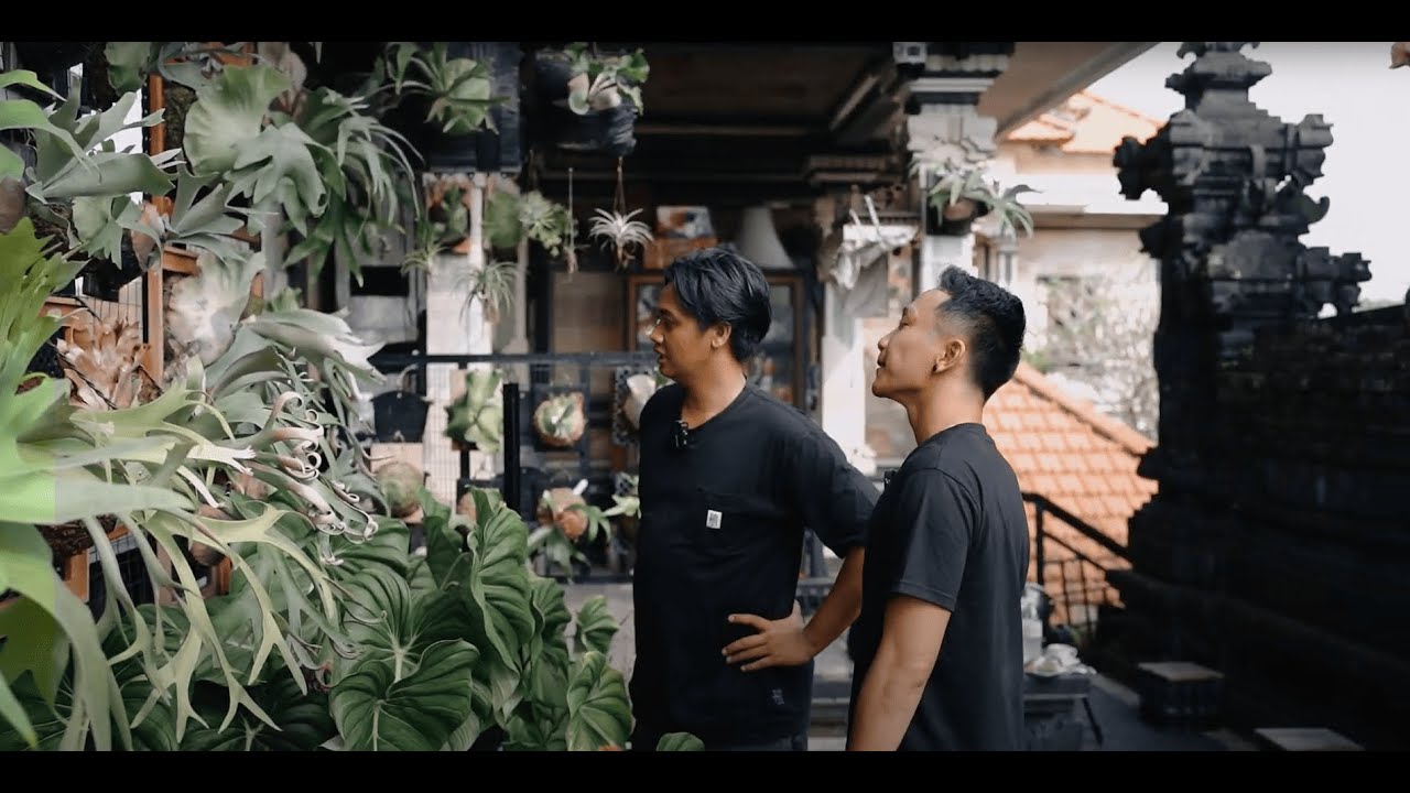 VLOG 1 KOLEKSI PLATYCERIUM SANG KOLEKTOR | ALASAN DI BALIK SETIAP PILIHAN